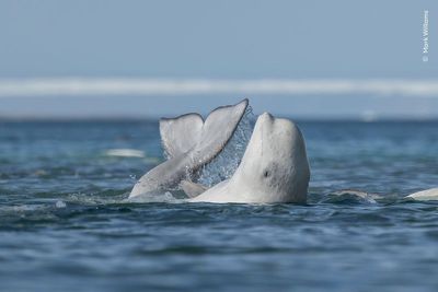 Public given chance to vote for favourite wildlife image from ‘exceptional’ list