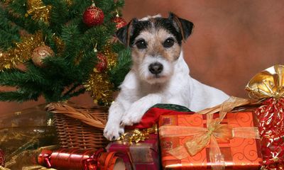 UK sales of seasonal pet treats, toys and food rocketing