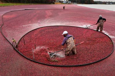 Millions will eat cranberry sauce on Thanksgiving. But what bog did it come from?