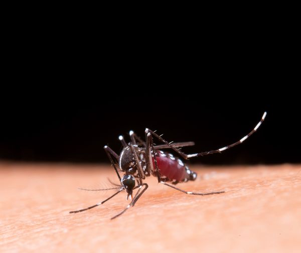 Texas Reports First Case Of Locally Acquired Dengue This Year: Here's What To Know