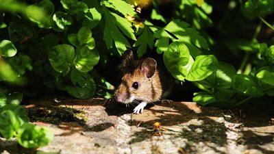 How to repel mice from your yard – 5 ways to discourage these rodents