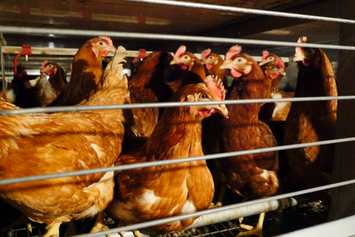 Major supermarkets back call to ban cages for UK hens