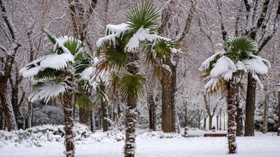 How to protect palm trees in winter – expert gardening advice to keep your tropical plants safe during cold weather