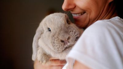 Fun ways to play with your rabbit
