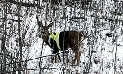 Elusive deer spotted wearing high-vis jacket in Canada: ‘Who is responsible?’