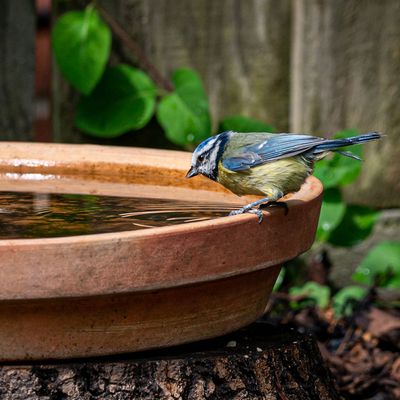 Bird bath winter care - 6 expert-approved tips to prevent freezing and keep it clean