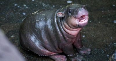 Baby pygmy hippo Haggis can now be visited at Edinburgh Zoo