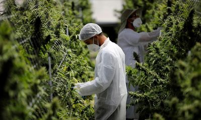 Australia’s ‘booming’ medicinal cannabis trade on track this year to quadruple 2022 sales