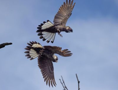 Western Australia’s endangered cockatoo among world’s longest-living birds