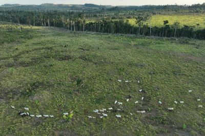 Agribusiness-friendly states in Brazil try to undo forest protections