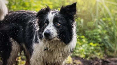 Heeding "urgent call of dinner," mountain rescue team clears blocked road after saving dog from rocky ledge