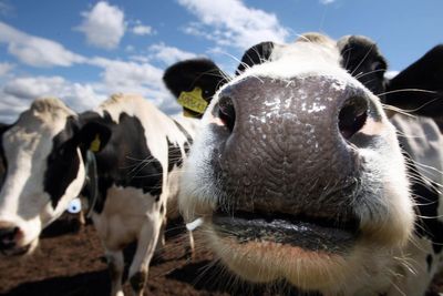 Arla Foods Bovaer animal feed trial: rival to Bill Gates-backed scheme to reduce dairy cows' methane emissions