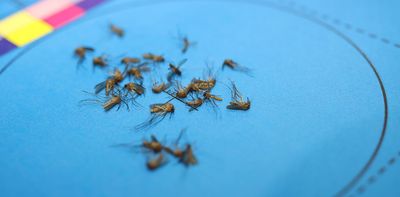 Mosquito-borne diseases are on the rise. Here’s how collecting mozzies in your backyard can help science