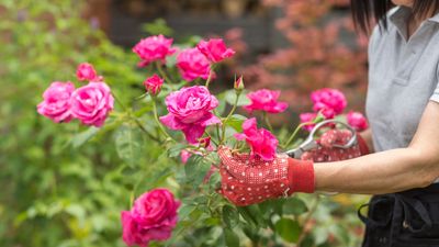 I found these thornproof gloves really do protect against spikey plants in my garden – and they’re on sale for Black Friday