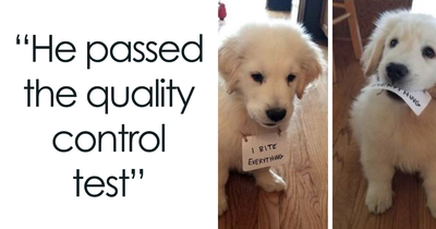 40 Uplifting Memes With And About Dogs That May Just Make Your Day Better