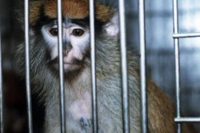 Biomedical Lab Behind Infamous Escaped Monkey Incident Now Accused of 'Slowly Roasting' Animals to Death