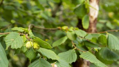 Best edible hedge plants – 5 shrubs perfect for nutritious boundaries