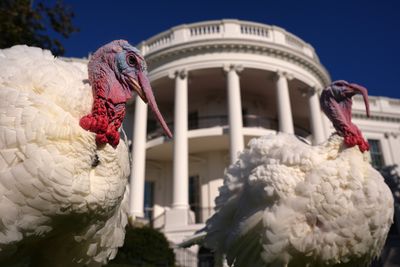 Americans Decide to Leave Politics Behind at the Thanksgiving Table With Polarization in Full Force