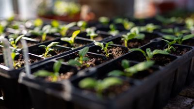 7 vegetables to plant in December – you don't even need a greenhouse to sow these crops over winter