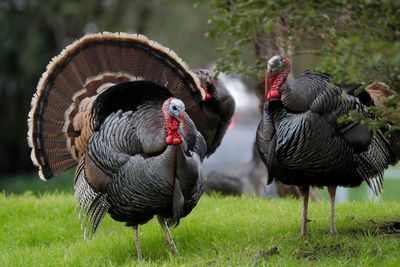 Wild turkeys are threatened again