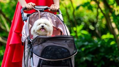 As a pet writer and pet parent here is a list of things I could not resist buying