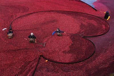 Massachusetts farmers turn cranberry bogs back to wetlands in $6m initiative