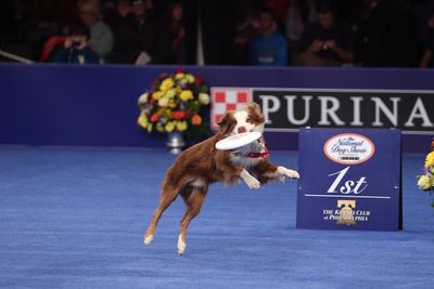 Everything you need to know about the 2024 National Dog Show on Thanksgiving Day