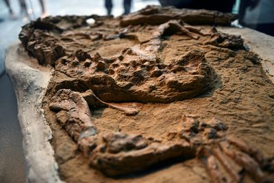 Peru Scientists Unveil Crocodile Fossil Up To 12 Million Years Old