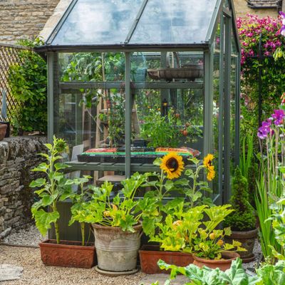 Is it worth insulating a greenhouse? This is why experts urge gardeners to add an extra layer of warmth to their growing space this winter