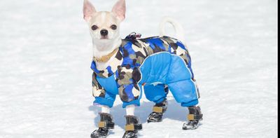 Five reasons your dog might really benefit from canine clothing