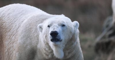 Fossils in Highland cave suggest polar bear ancestry for Scottish bears