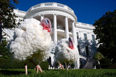 A robot might be raising your Thanksgiving turkey