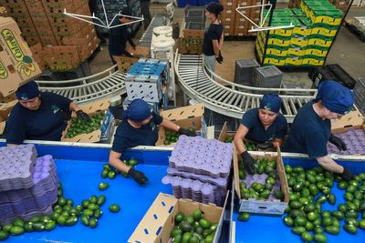 Avocados, tequila and other iconic Mexican products are jeopardized by Trump's tariff threats