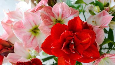 I've just discovered a festive plant hack – a Christmas cactus alternative that doesn't need watering, will bloom in time for Christmas and even works on wreaths