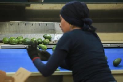 Mexican Avocado And Tequila Industries Threatened By Tariffs