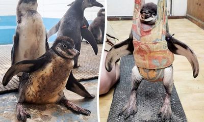 ‘Baby bouncer’ helps pick up poorly penguin so she can learn to stand again