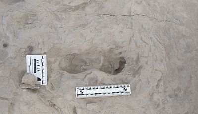 Discovery of 1.5 million-year-old footprints shows two different human ancestors lived alongside each other