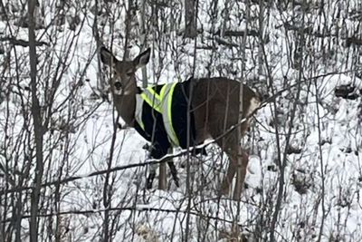 Deer Mysteriously Shows Up in Small Town Wearing Yellow Safety Jacket, Sparks Local Drama: 'I Just Want to Know How'