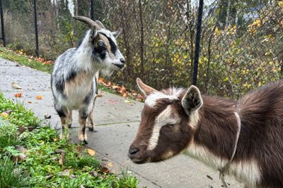 Police Don't Kid Around, Arrest Two Goats on the Lam for Ramming Into People: 'Detained for Baaaad Behavior'