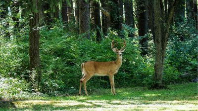 Deer-resistant shade plants – 5 plants that will grow in darker spots undisturbed by wildlife