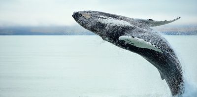 A new model accurately predicts the migration of humpback whales – and may help them survive climate change