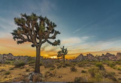 California Unveils Plan To Protect Joshua Trees From Climate Change