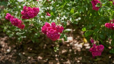 Best mulch for roses – 4 natural options for flourishing plants