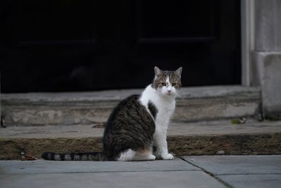 Prime Minister reveals he is ‘a bit worried’ about family kitten meeting Larry