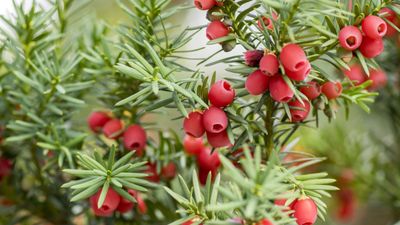 Easiest evergreen shrubs to grow – 5 foolproof plants for year-round greenery