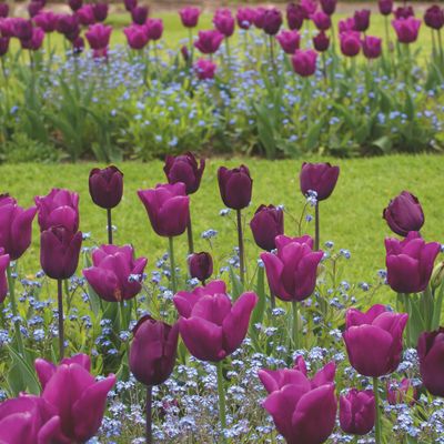 How deep to plant tulip bulbs – garden experts reveal the perfect depth for healthy spring blooms