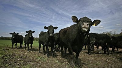 “They all started running towards me. Couple of dozen. I ran for my life.” How a world-famous Britpop superstar narrowly escaped being trampled to death by a herd of young raging bulls