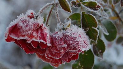 How to winterize roses – and avoid losing your favorite flowering shrubs to the cold