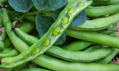 Magical broad beans defy winter weather, so start growing them now