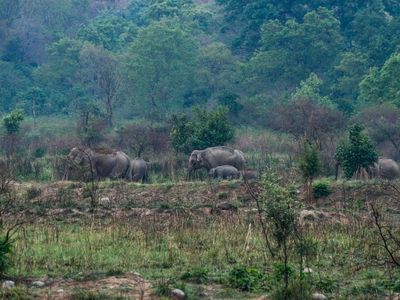 Wildlife camera traps used to spy on and harass women in Indian national park, researchers say